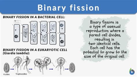 binary fission def|binary fission for kids.